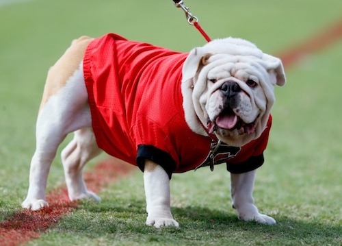 Georgia-Bulldogs-Mascot-Uga-Mascot-Monday